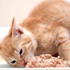 an orange kitten laying on top of a white plate with food in it's mouth