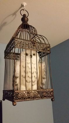 two white owls are sitting in a birdcage hanging from the ceiling and looking at the camera