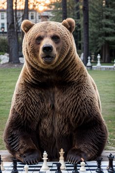 a large brown bear sitting on top of a chess board