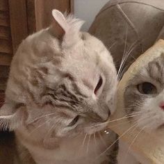 two cats are looking at each other in the same direction and one cat has its head on another cat's neck