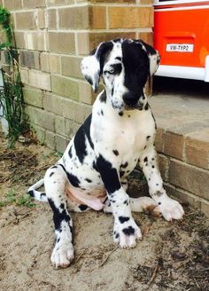 a black and white dog sitting on the ground next to a brick wall with an orange van in the background