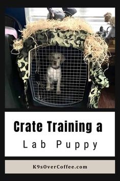 a dog in a crate with hay on top and the words crate training a lab puppy