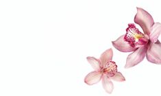 two pink orchids on a white background with space for text or image in the center