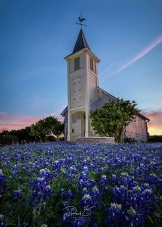 a white church with a steeple surrounded by blue flowers