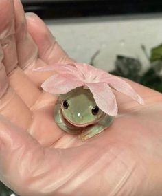 a small green frog with a pink bow on it's head sitting in someones hand