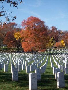 rows of headstones in a cemetery with trees in the background