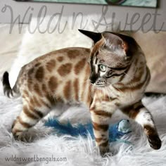 a cat walking across a white fur covered floor