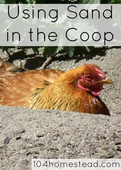 a chicken laying on the ground with text overlay reading using sand in the coop