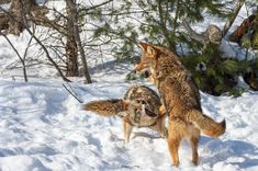 two wolfs playing in the snow with each other