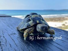 a small turtle sitting on top of a wooden table