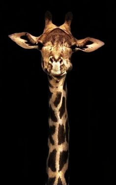 a giraffe's head is shown in the dark