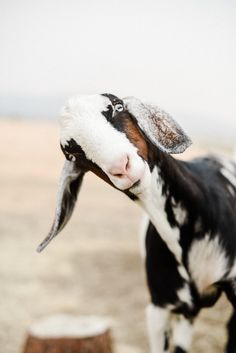 a black and white goat standing on top of a dry grass field