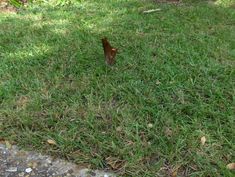 a small brown bird standing on top of a lush green grass covered park area next to a tree