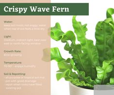 Care tips for Crispy Wave Fern houseplants from Earl May Garden Center experts. Crispy Wave Plant, Crispy Wave Fern Care, Fern Plant Care, Crispy Wave Fern, Plants Knowledge, Plant 101, Asplenium Nidus, Best Bathroom Plants