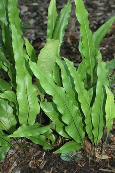 some green plants are growing in the dirt