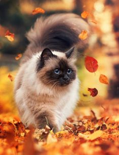 a cat is running through the leaves in the fall season with it's tail curled up