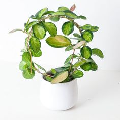 a potted plant with lots of green leaves in it on a white table top