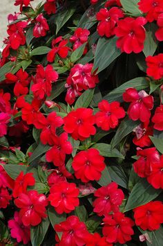 red flowers are growing on the side of a building