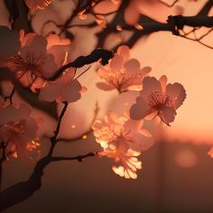 pink flowers are blooming on a tree branch at sunset