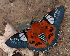 an orange and black butterfly on the ground