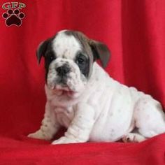 a small white and brown dog laying on top of a red blanket