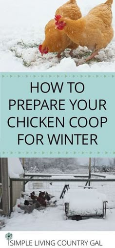 chickens in the snow with text overlay how to prepare your chicken coop for winter