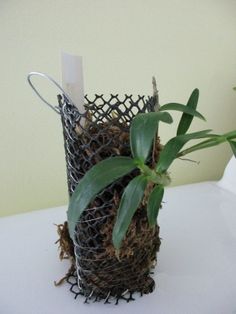 a plant in a wire basket sitting on a table