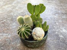 a small potted cactus on the ground