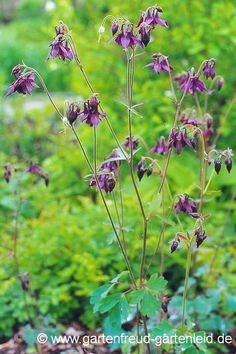 some purple flowers are growing in the grass