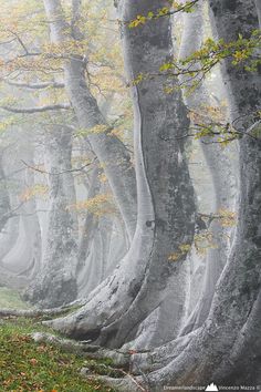 foggy forest with trees and leaves on the ground