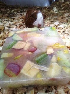 a guinea pig sitting on top of a piece of fruit covered in plastic and surrounded by wood chips