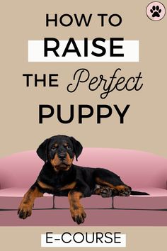 a black and brown dog laying on top of a pink couch with the words how to raise the perfect puppy