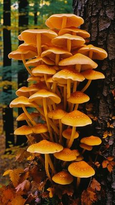 a large group of mushrooms growing on the side of a tree in an autumn forest