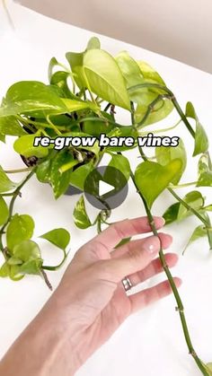 someone is holding some green plants in their hand with the words regrow bare vines on it