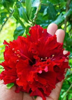 a person holding a red flower in their hand