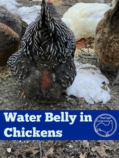 two chickens standing next to each other on the ground with text overlay that reads water belly in chickens