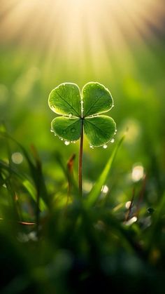 a four leaf clover is shown in the grass with the sun shining behind it and water droplets on its leaves