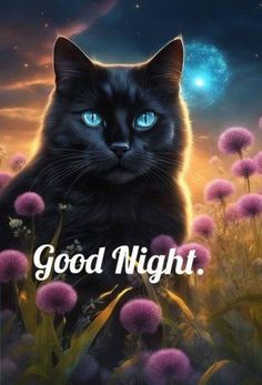 a black cat with blue eyes is sitting in the middle of some purple flowers and says, good night