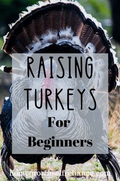 a turkey with the words raising turkeys for beginners