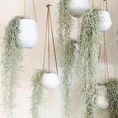 several hanging planters filled with moss and white pots on the side of a wall