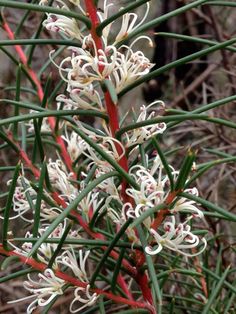 white flowers are blooming on the branches of a plant with red stems and green leaves