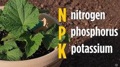 a close up of a potted plant with dirt in the background and text that reads nitrogen phosphous k