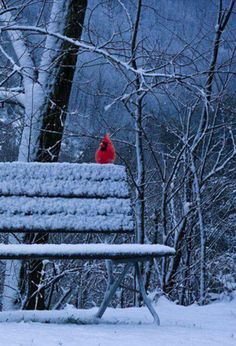 a red bird sitting on top of a bench covered in snow