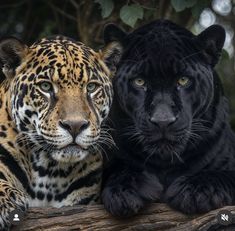 two black and one brown leopard laying on a log