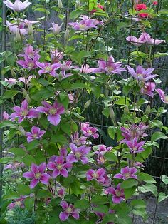 purple flowers are blooming in the garden next to a wire fence and flower bed