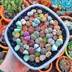 a hand holding a bowl filled with lots of different colored rocks and gravel in front of potted plants