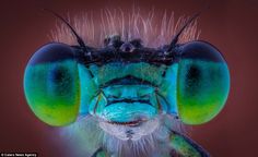 a close up photo of a green and blue insect