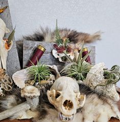 an animal skull with plants in it on a table next to other skulls and air plants