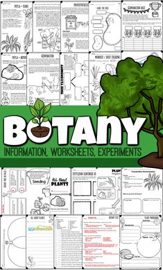 the plant life cycle worksheet is shown with text that reads botany information worksheets experiments