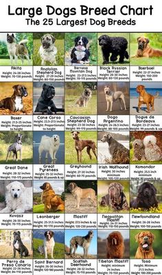 large dogs breed chart with different breeds